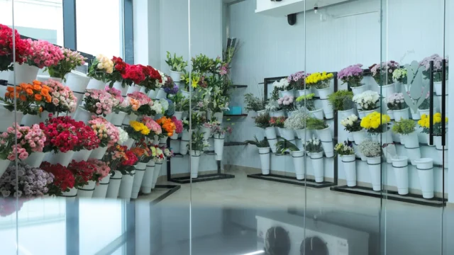 back tulip flower listing image